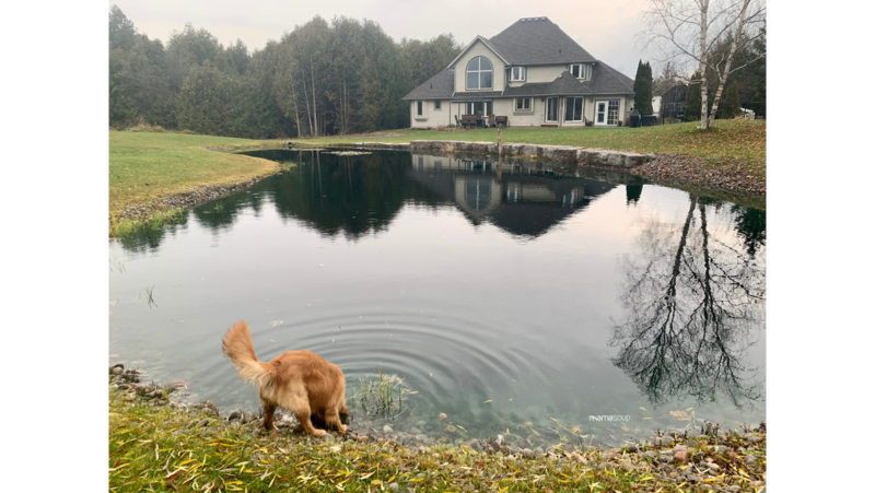 Picture of empty nest family home with pond, golden retriever sniffing on the edge of the pond
