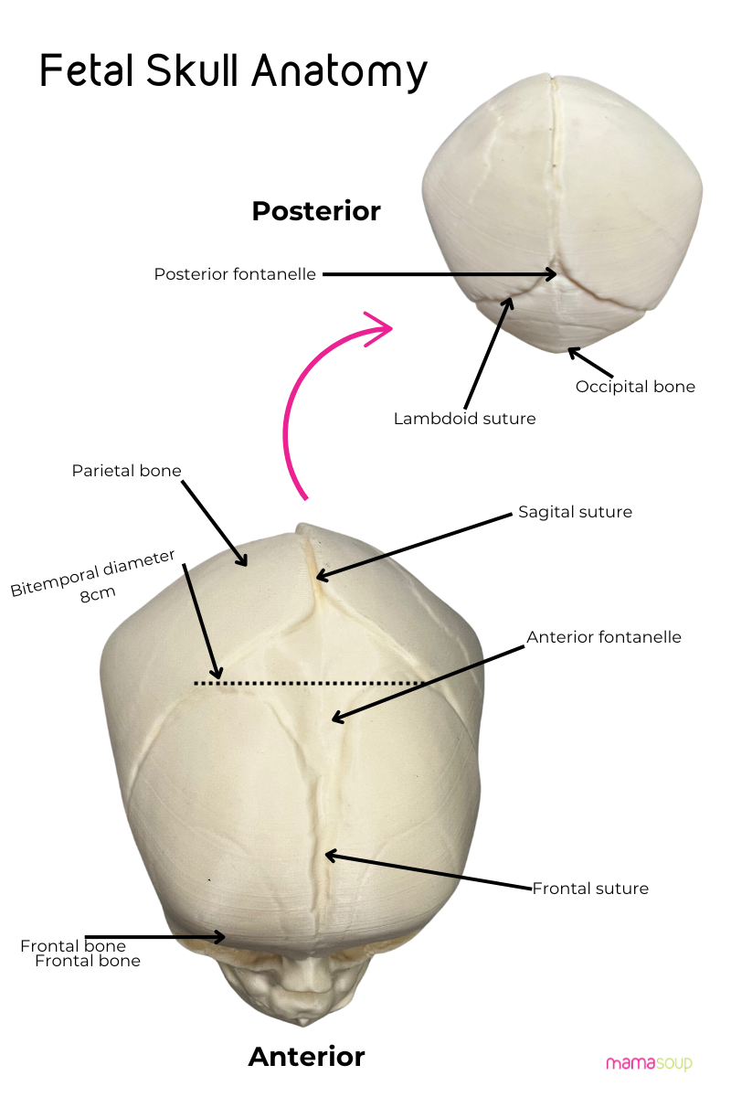 cranial anatomy